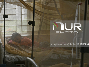 Bangladeshi child dengue patients covered with a mosquito net suffer from dengue fever as they receive treatment at a Hospital in Dhaka, Ban...