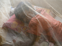 Bangladeshi child dengue patients covered with a mosquito net suffer from dengue fever as they receive treatment at a Hospital in Dhaka, Ban...