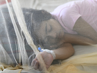 Bangladeshi child dengue patients covered with a mosquito net suffer from dengue fever as they receive treatment at a Hospital in Dhaka, Ban...