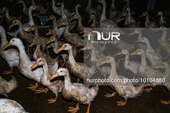 Bird flu, highly pathogenic avian influenza (H5N1), has caused significant damage to poultry production worldwide, resulting in the culling...