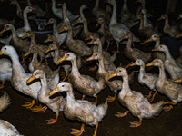 Bird flu, highly pathogenic avian influenza (H5N1), has caused significant damage to poultry production worldwide, resulting in the culling...