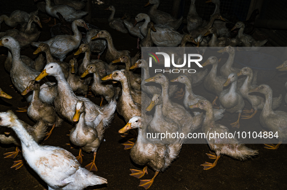 Bird flu, highly pathogenic avian influenza (H5N1), has caused significant damage to poultry production worldwide, resulting in the culling...