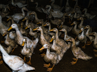 Bird flu, highly pathogenic avian influenza (H5N1), has caused significant damage to poultry production worldwide, resulting in the culling...