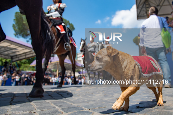 
The Carabinieri fanfare parades with its mascot Briciola in Rome on June 2, 2023 on the occasion of the parade for the 77th Italian Republi...