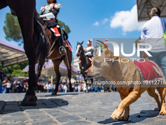 
The Carabinieri fanfare parades with its mascot Briciola in Rome on June 2, 2023 on the occasion of the parade for the 77th Italian Republi...