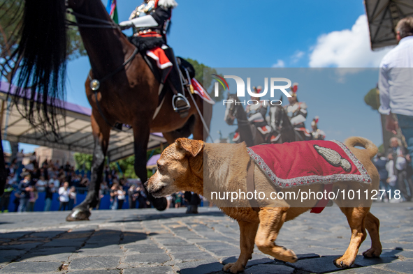 
The Carabinieri fanfare parades with its mascot Briciola in Rome on June 2, 2023 on the occasion of the parade for the 77th Italian Republi...