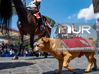 
The Carabinieri fanfare parades with its mascot Briciola in Rome on June 2, 2023 on the occasion of the parade for the 77th Italian Republi...