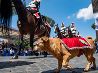 
The Carabinieri fanfare parades with its mascot Briciola in Rome on June 2, 2023 on the occasion of the parade for the 77th Italian Republi...