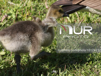 Canada Geese (Branta canadensis) gosling in Markham, Ontario, Canada, on May 26, 2023. (