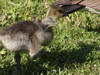 Canada Geese (Branta canadensis) gosling in Markham, Ontario, Canada, on May 26, 2023. (