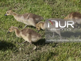Canada Geese (Branta canadensis) goslings in Markham, Ontario, Canada, on May 26, 2023. (