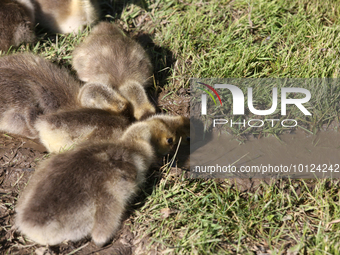 Canada Geese (Branta canadensis) goslings drinking from a puddle in Markham, Ontario, Canada, on May 26, 2023. (