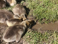 Canada Geese (Branta canadensis) goslings drinking from a puddle in Markham, Ontario, Canada, on May 26, 2023. (