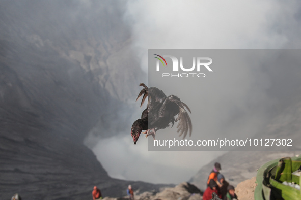 PROBOLINGGO, INDONESIA - JUNE 5: Tenggerese walk and hike carrying agricultural products and livestock to be sacrificed during the Yadnya Ka...