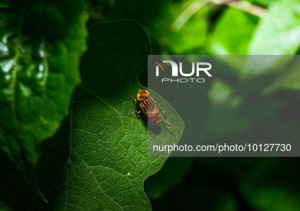 Eristalinus megacephalus is a species of hoverfly are important pollinators of flowering plants in a variety of ecosystems worldwide and use...