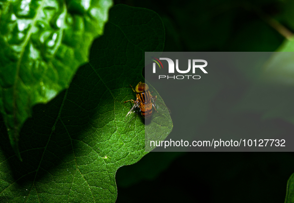 Eristalinus megacephalus is a species of hoverfly are important pollinators of flowering plants in a variety of ecosystems worldwide and use...