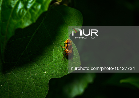 Eristalinus megacephalus is a species of hoverfly are important pollinators of flowering plants in a variety of ecosystems worldwide and use...