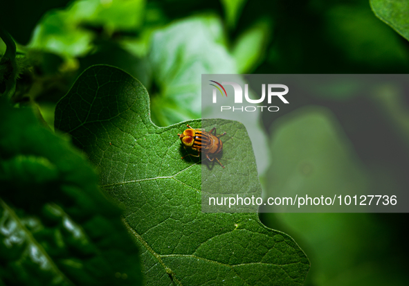 Eristalinus megacephalus is a species of hoverfly are important pollinators of flowering plants in a variety of ecosystems worldwide and use...