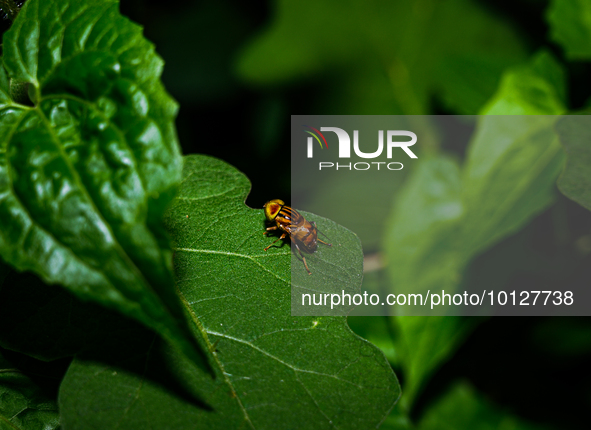 Eristalinus megacephalus is a species of hoverfly are important pollinators of flowering plants in a variety of ecosystems worldwide and use...