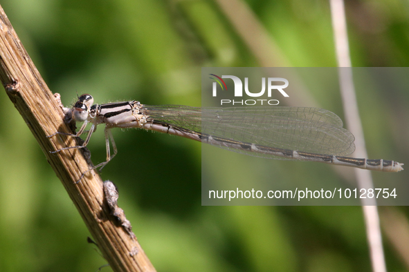 Damselfly (Nehalennia) in Markham, Ontario, Canada, on May 30, 2023. 