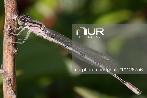 Damselfly (Nehalennia) in Markham, Ontario, Canada, on May 26, 2023. 