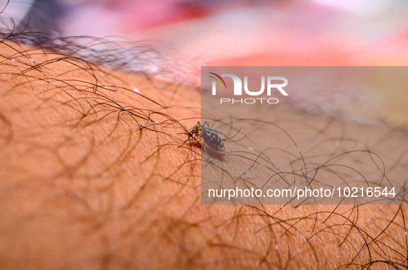 An adult female Anopheles mosquito bites a human body to begin its blood meal at Tehatta, West Bengal; India on 29/06/2023. According to WHO...