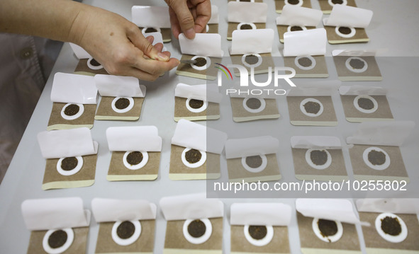 

A medical worker is preparing traditional Chinese medicine Sanfu stickers in Huai'an City, Jiangsu Province, China on July 11, 2023. Sanfu...