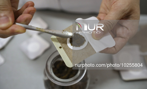 

A medical worker is preparing traditional Chinese medicine Sanfu stickers in Huai'an City, Jiangsu Province, China on July 11, 2023. Sanfu...