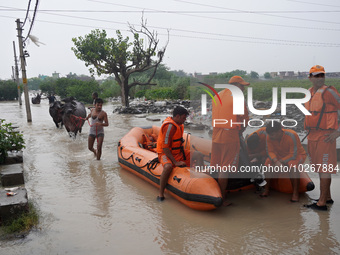 Men carry their livestock out of a flooded residential locality while NDRF personnel prepare a boat to rescue stranded residents, after a ri...