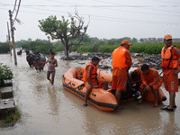 Men carry their livestock out of a flooded residential locality while NDRF personnel prepare a boat to rescue stranded residents, after a ri...