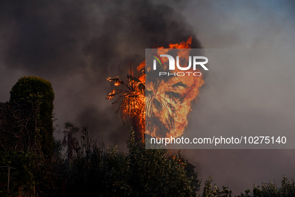 A burning tree during a wildfire in southern urban of Attica, Greece, on 17, July 2023. Fire fighting forces battling a blaze that broke out...