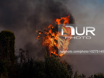 A burning tree during a wildfire in southern urban of Attica, Greece, on 17, July 2023. Fire fighting forces battling a blaze that broke out...