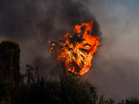 A burning tree during a wildfire in southern urban of Attica, Greece, on 17, July 2023. Fire fighting forces battling a blaze that broke out...