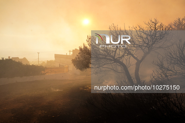 Burning threes  during a wildfire in southern urban of Attica, Greece, on 17, July 2023. Fire fighting forces battling a blaze that broke ou...