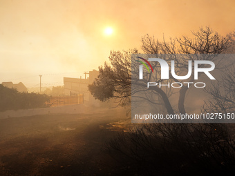 Burning threes  during a wildfire in southern urban of Attica, Greece, on 17, July 2023. Fire fighting forces battling a blaze that broke ou...