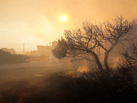 Burning threes  during a wildfire in southern urban of Attica, Greece, on 17, July 2023. Fire fighting forces battling a blaze that broke ou...