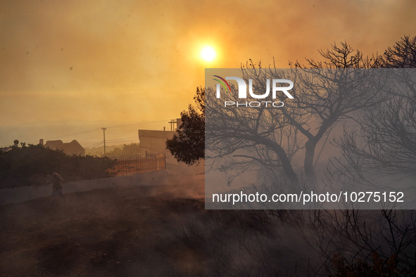 Burning threes  during a wildfire in southern urban of Attica, Greece, on 17, July 2023. Fire fighting forces battling a blaze that broke ou...