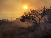 Burning threes  during a wildfire in southern urban of Attica, Greece, on 17, July 2023. Fire fighting forces battling a blaze that broke ou...