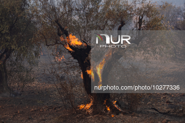 The wildfire in the central Greek region of Attica rapidly spread within 24 hours. The forest fire that ignited on Monday in the Dervenochor...