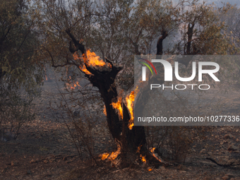 The wildfire in the central Greek region of Attica rapidly spread within 24 hours. The forest fire that ignited on Monday in the Dervenochor...