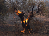 The wildfire in the central Greek region of Attica rapidly spread within 24 hours. The forest fire that ignited on Monday in the Dervenochor...