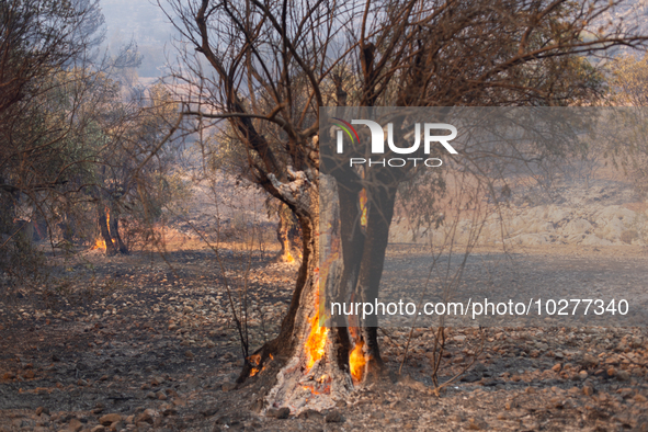 The wildfire in the central Greek region of Attica rapidly spread within 24 hours. The forest fire that ignited on Monday in the Dervenochor...