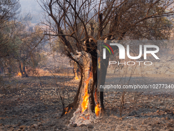 The wildfire in the central Greek region of Attica rapidly spread within 24 hours. The forest fire that ignited on Monday in the Dervenochor...