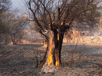 The wildfire in the central Greek region of Attica rapidly spread within 24 hours. The forest fire that ignited on Monday in the Dervenochor...