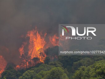 The wildfire in the central Greek region of Attica rapidly spread within 24 hours. The forest fire that ignited on Monday in the Dervenochor...