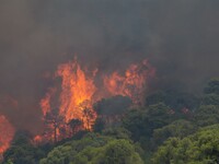 The wildfire in the central Greek region of Attica rapidly spread within 24 hours. The forest fire that ignited on Monday in the Dervenochor...