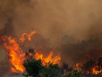 The wildfire in the central Greek region of Attica rapidly spread within 24 hours. The forest fire that ignited on Monday in the Dervenochor...