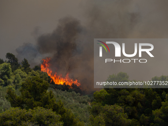 The wildfire in the central Greek region of Attica rapidly spread within 24 hours. The forest fire that ignited on Monday in the Dervenochor...