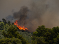 The wildfire in the central Greek region of Attica rapidly spread within 24 hours. The forest fire that ignited on Monday in the Dervenochor...