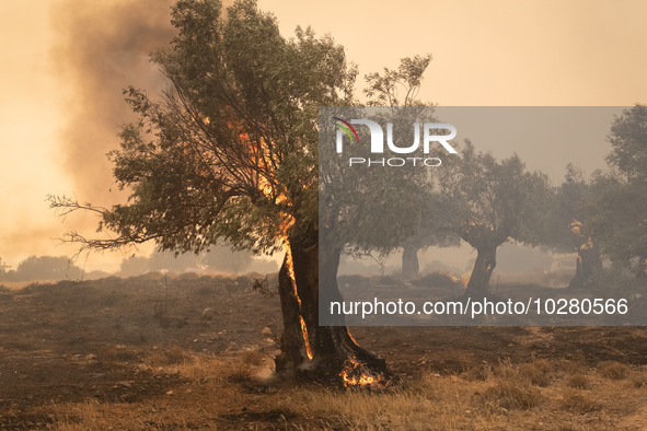 

Burning trees in Nea Zoi in Nea Peramos, a place near Megara, Greece on July 19, 2023. After three days, firefighters are still fighting t...